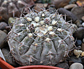Нажмите на изображение для увеличения.

Название:	Gymnocalycium_riojense_VG211_Los_Robles_LR.jpg
Просмотров:	411
Размер:	238.7 Кб
ID:	349897