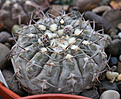 Нажмите на изображение для увеличения.

Название:	Gymnocalycium_riojense_VG211_Los_Robles_LR.jpg
Просмотров:	383
Размер:	238.7 Кб
ID:	349897