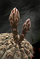 Нажмите на изображение для увеличения.

Название:	Gymnocalycium_riojense_VG245_El_Portero.jpg
Просмотров:	407
Размер:	185.4 Кб
ID:	349898