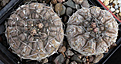 Нажмите на изображение для увеличения.

Название:	Gymnocalycium_riojense_VG400.jpg
Просмотров:	396
Размер:	213.5 Кб
ID:	349899