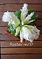 Нажмите на изображение для увеличения.

Название:	DSC_0690.JPG
Просмотров:	180
Размер:	165.8 Кб
ID:	349926