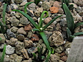Нажмите на изображение для увеличения.

Название:	A.agavoides (2).jpg
Просмотров:	252
Размер:	241.7 Кб
ID:	349971