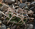 Нажмите на изображение для увеличения.

Название:	Gymnocalycium_ferox_VG320_Tosno_Cord_365m_.jpg
Просмотров:	340
Размер:	209.7 Кб
ID:	349972