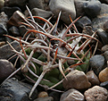 Нажмите на изображение для увеличения.

Название:	Gymnocalycium_ferox_VG320_Tosno_Cord_365m.jpg
Просмотров:	372
Размер:	197.3 Кб
ID:	349973
