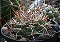 Нажмите на изображение для увеличения.

Название:	Gymnocalycium_ferox_RUS033_VG321_Tosno-Santa_Ana_742m.jpg
Просмотров:	350
Размер:	228.9 Кб
ID:	349974