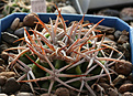 Нажмите на изображение для увеличения.

Название:	Gymnocalycium_ferox_Fedukin.jpg
Просмотров:	372
Размер:	197.5 Кб
ID:	349975