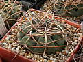 Нажмите на изображение для увеличения.

Название:	Gymnocalycium_cardenasianum_Cиденко.jpg
Просмотров:	544
Размер:	214.6 Кб
ID:	349984