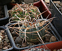 Нажмите на изображение для увеличения.

Название:	Gymnocalycium_cardenasianum_Fedukin.jpg
Просмотров:	629
Размер:	232.2 Кб
ID:	349985