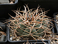 Нажмите на изображение для увеличения.

Название:	Gymnocalycium_cardenasianum_JO153.jpg
Просмотров:	540
Размер:	227.6 Кб
ID:	349986