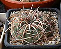 Нажмите на изображение для увеличения.

Название:	Gymnocalycium_cardenasianum_JO153_.jpg
Просмотров:	547
Размер:	222.4 Кб
ID:	349987