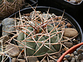 Нажмите на изображение для увеличения.

Название:	Gymnocalycium_cardenasianum_JO193_Carrizal_.jpg
Просмотров:	534
Размер:	207.4 Кб
ID:	349989