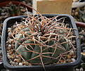 Нажмите на изображение для увеличения.

Название:	Gymnocalycium_cardenasianum_KK715_Carrizal.jpg
Просмотров:	532
Размер:	225.6 Кб
ID:	349992