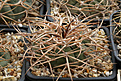 Нажмите на изображение для увеличения.

Название:	Gymnocalycium_cardenasianum_M70.jpg
Просмотров:	609
Размер:	206.0 Кб
ID:	349993