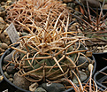 Нажмите на изображение для увеличения.

Название:	Gymnocalycium_cardenasianum_VG935a_Tamayapo.jpg
Просмотров:	623
Размер:	194.2 Кб
ID:	349995