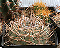 Нажмите на изображение для увеличения.

Название:	Gymnocalycium_cardenasianum_VG956_Tojo_2610m.jpg
Просмотров:	531
Размер:	215.9 Кб
ID:	349997