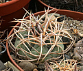 Нажмите на изображение для увеличения.

Название:	Gymnocalycium_cardenasianum_VG1202_Asloca_2622m.jpg
Просмотров:	535
Размер:	232.3 Кб
ID:	349998