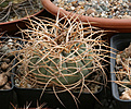 Нажмите на изображение для увеличения.

Название:	Gymnocalycium_cardenasianum_Кёрес2.jpg
Просмотров:	556
Размер:	221.3 Кб
ID:	349999