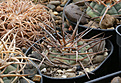 Нажмите на изображение для увеличения.

Название:	Gymnocalycium_armatum_VG944_Paichu_2611m.jpg
Просмотров:	620
Размер:	223.7 Кб
ID:	350004