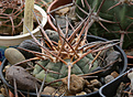 Нажмите на изображение для увеличения.

Название:	Gymnocalycium_armatum_VG944_Paichu_2611m_.jpg
Просмотров:	621
Размер:	219.7 Кб
ID:	350005