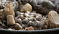 Нажмите на изображение для увеличения.

Название:	Gymnocalycium_nataliae_VG1063_San_Isidro.jpg
Просмотров:	140
Размер:	181.5 Кб
ID:	350018