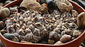 Нажмите на изображение для увеличения.

Название:	Gymnocalycium_stellatum_VG312_La_Estancia_Cord_833m.jpg
Просмотров:	137
Размер:	223.7 Кб
ID:	350019