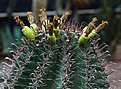 Нажмите на изображение для увеличения.

Название:	Ferocactus horridus.jpg
Просмотров:	183
Размер:	207.8 Кб
ID:	350049