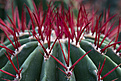 Нажмите на изображение для увеличения.

Название:	Ferocactus stainesii.jpg
Просмотров:	209
Размер:	214.3 Кб
ID:	350050