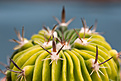 Нажмите на изображение для увеличения.

Название:	Efc variegata.jpg
Просмотров:	205
Размер:	158.9 Кб
ID:	350056