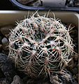 Нажмите на изображение для увеличения.

Название:	Gymnocalycium_bruchii_HA230.jpg
Просмотров:	578
Размер:	211.5 Кб
ID:	350075