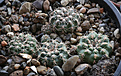 Gymnocalycium_bruchii_LF93_Copina_Cord_1500m.jpg