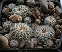 Gymnocalycium_bruchii_VG271_Santa_Monica_961m_Cord.jpg