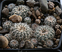 Нажмите на изображение для увеличения.

Название:	Gymnocalycium_bruchii_VG271_Santa_Monica_961m_Cord.jpg
Просмотров:	559
Размер:	237.3 Кб
ID:	350077