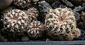 Нажмите на изображение для увеличения.

Название:	Gymnocalycium_bruchii_VG279-5.jpg
Просмотров:	573
Размер:	219.8 Кб
ID:	350078