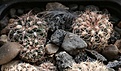 Gymnocalycium_bruchii_VG280-2.jpg