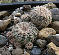 Gymnocalycium_bruchii_VG531.jpg