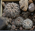 Gymnocalycium_bruchii_VG1074_El_Durazno_1171m_Cord.jpg