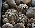 Gymnocalycium_bruchii_lacumbresitense_VG1160_Est_Cuchi_Corrat_1184m_Cord.jpg