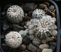 Gymnocalycium_bruchii_niveum_VG341.jpg