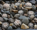 Gymnocalycium_bruchii_San_Luis.jpg
