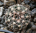 Нажмите на изображение для увеличения.

Название:	Gymnocalycium_bruchii-parvulum_complex_JPR92-103-248.jpg
Просмотров:	574
Размер:	202.1 Кб
ID:	350085