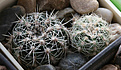 Нажмите на изображение для увеличения.

Название:	Gymnocalycium_andreae_pabloi_VG1176_Cerro_Uritorco_Cord_1613m.jpg
Просмотров:	561
Размер:	223.4 Кб
ID:	350086