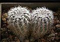 Нажмите на изображение для увеличения.

Название:	Gymnocalycium_bruchii_niveum_OF25-80.jpg
Просмотров:	633
Размер:	177.3 Кб
ID:	350087