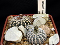 Нажмите на изображение для увеличения.

Название:	Gymnocalycium bruchii_v._niveum OF25-80.jpg
Просмотров:	644
Размер:	198.3 Кб
ID:	350166