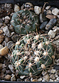 Нажмите на изображение для увеличения.

Название:	Gymnocalycium_bruchii_matznetteri_VG1172_Padre_Liquena_Cor1817m.jpg
Просмотров:	564
Размер:	181.5 Кб
ID:	350232