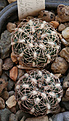 Нажмите на изображение для увеличения.

Название:	Gymnocalycium_bruchii_VG469_La_Cumbresita_Cord_1401m.jpg
Просмотров:	526
Размер:	171.4 Кб
ID:	350233