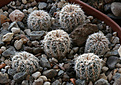 Нажмите на изображение для увеличения.

Название:	Gymnocalycium_gertii_VG707.jpg
Просмотров:	561
Размер:	208.9 Кб
ID:	350234