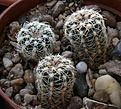 Нажмите на изображение для увеличения.

Название:	Gymnocalycium_carolinense_fedjukinii_VG475.jpg
Просмотров:	567
Размер:	234.5 Кб
ID:	350235