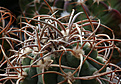 Нажмите на изображение для увеличения.

Название:	Gymnocalycium_acorrugatum_VS34.jpg
Просмотров:	144
Размер:	222.9 Кб
ID:	350251