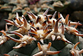 Нажмите на изображение для увеличения.

Название:	Gymnocalycium_spegazzinii_unguispinum.jpg
Просмотров:	149
Размер:	206.9 Кб
ID:	350252