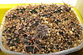 Нажмите на изображение для увеличения.

Название:	Gymnocalycium VG-xx.jpg
Просмотров:	561
Размер:	232.9 Кб
ID:	350302